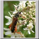 Stenopterus rufus - Spitzdeckenbock 01.jpg